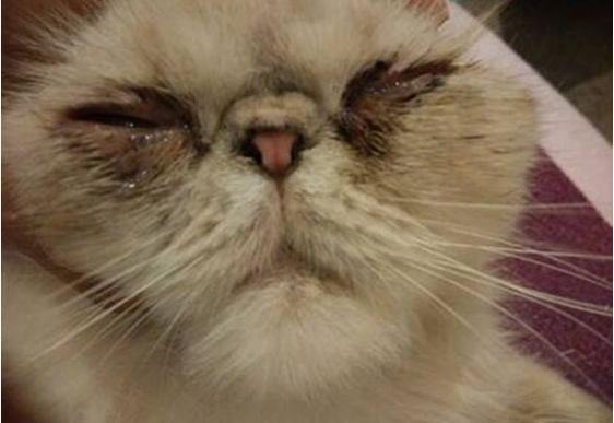 养猫须知常见的猫咪眼部疾病,猫咪可能患上的30种疾病