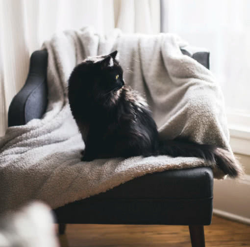 猫咪害怕时会有呼噜声吗,猫咪会因为害怕发出呼噜声吗