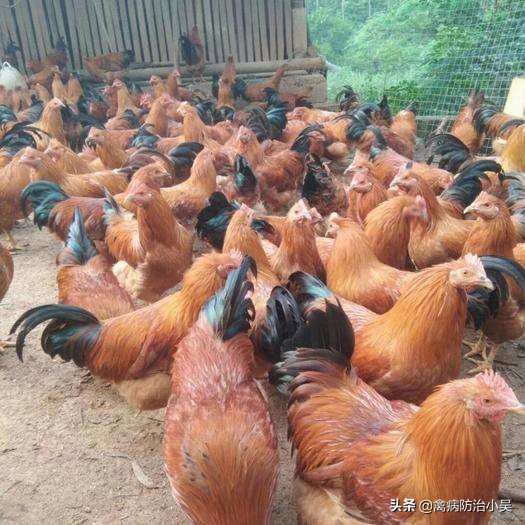 阿莫西林哪个品牌对消炎效果更好,阿莫西林的替代药