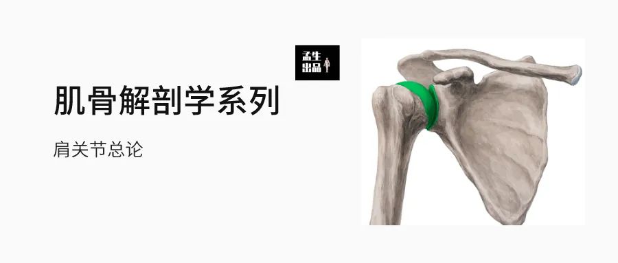 肩锁关节脱位伴钢板固定演示,解剖学肩关节