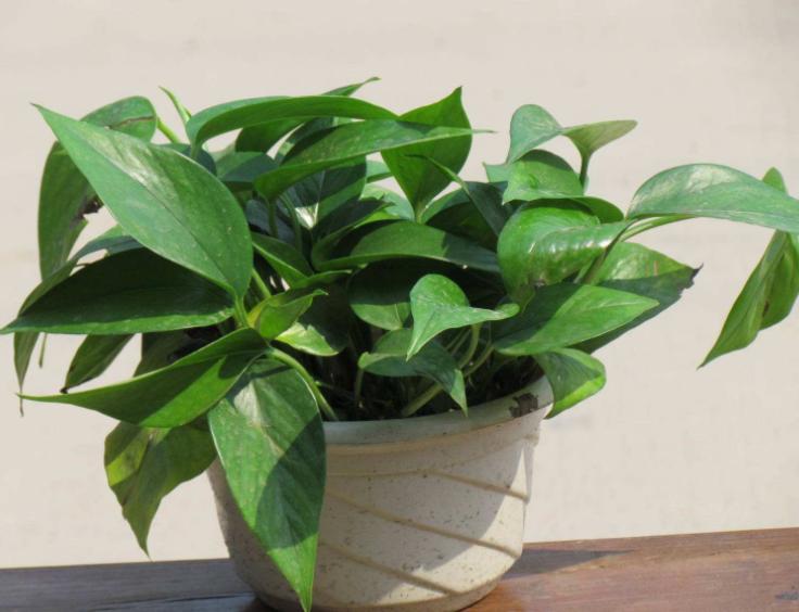 土培绿萝烂根的原因及解决方法,土栽绿萝黄叶怎么补救