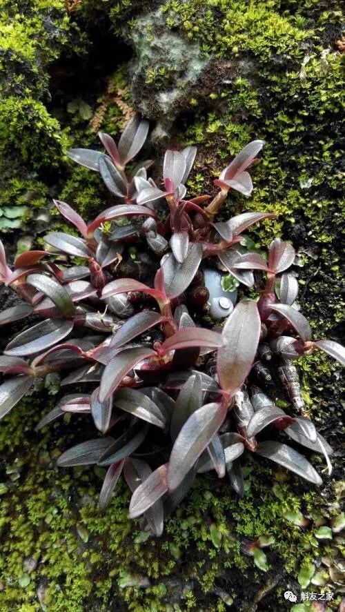 石斛兰最受不了的那种水！涨知识了