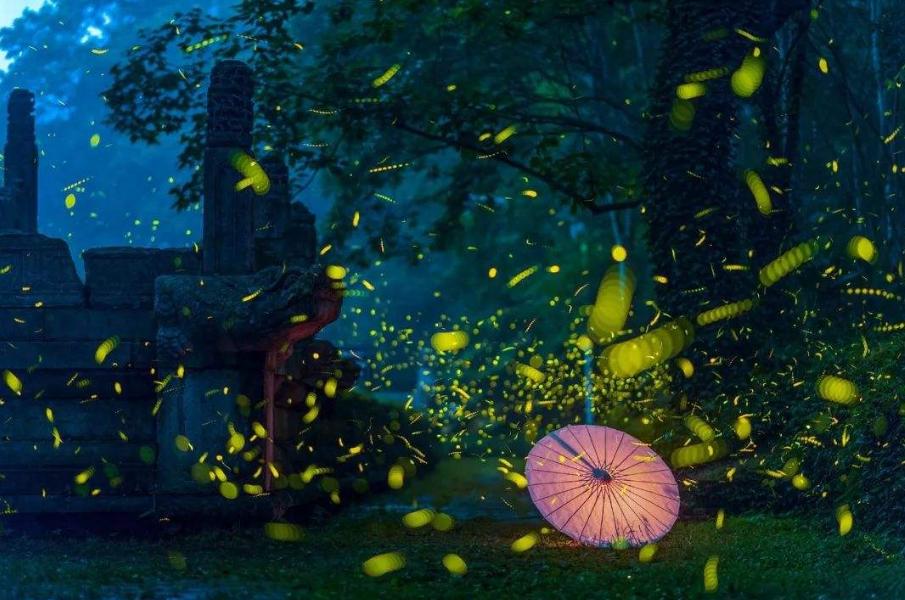 夏天夜晚描写萤火虫的诗句,描写夏天萤火虫翩翩飞舞的诗句