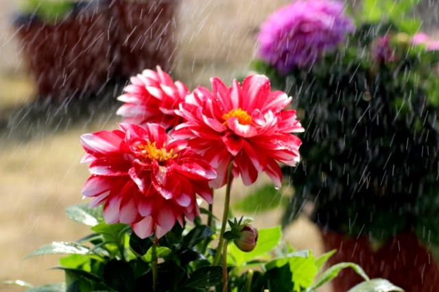 美丽的大连,大连普兰店区美丽乡村