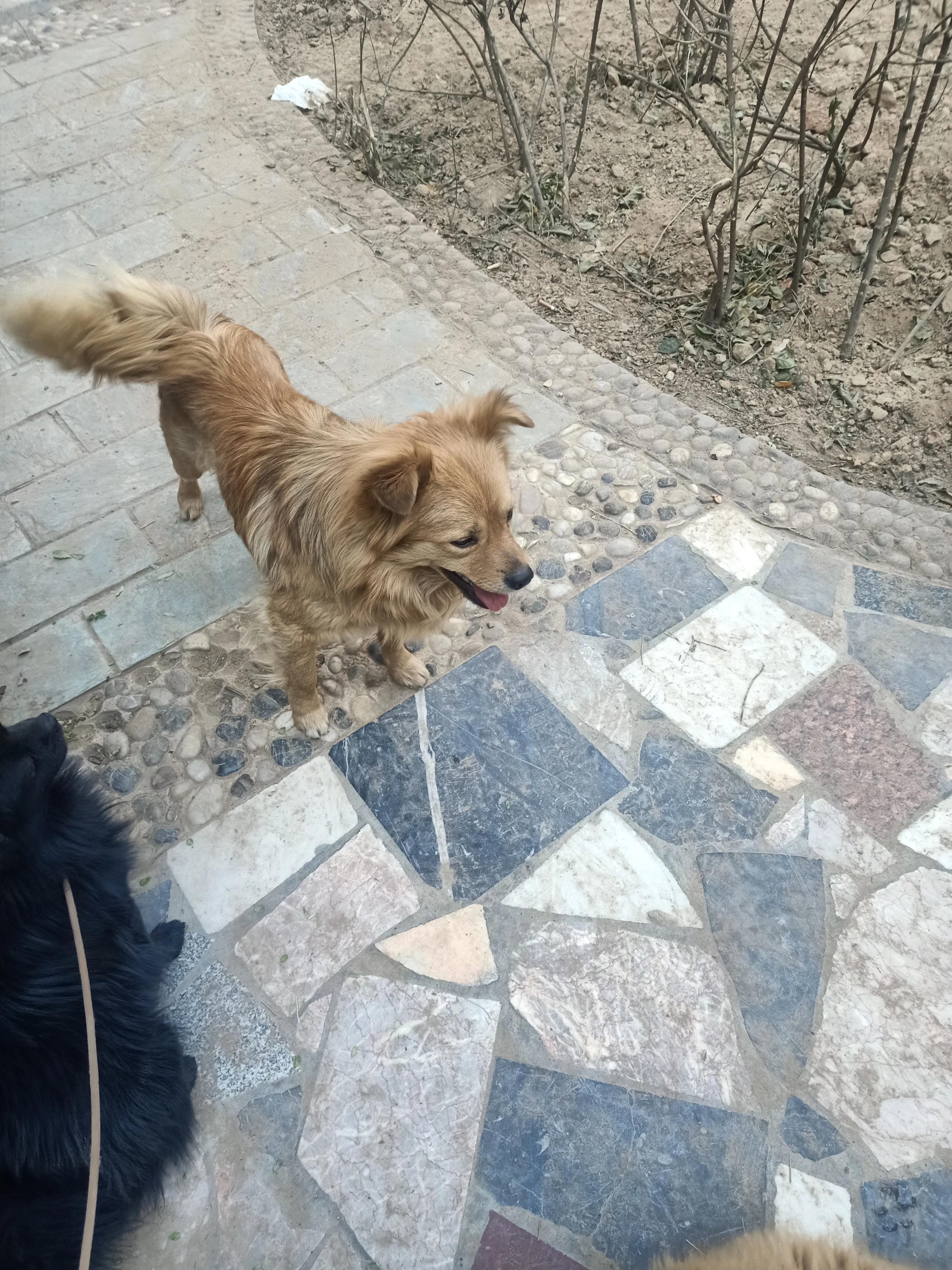 狗狗没有朋友怎么办,狗狗没有食物怎么处理