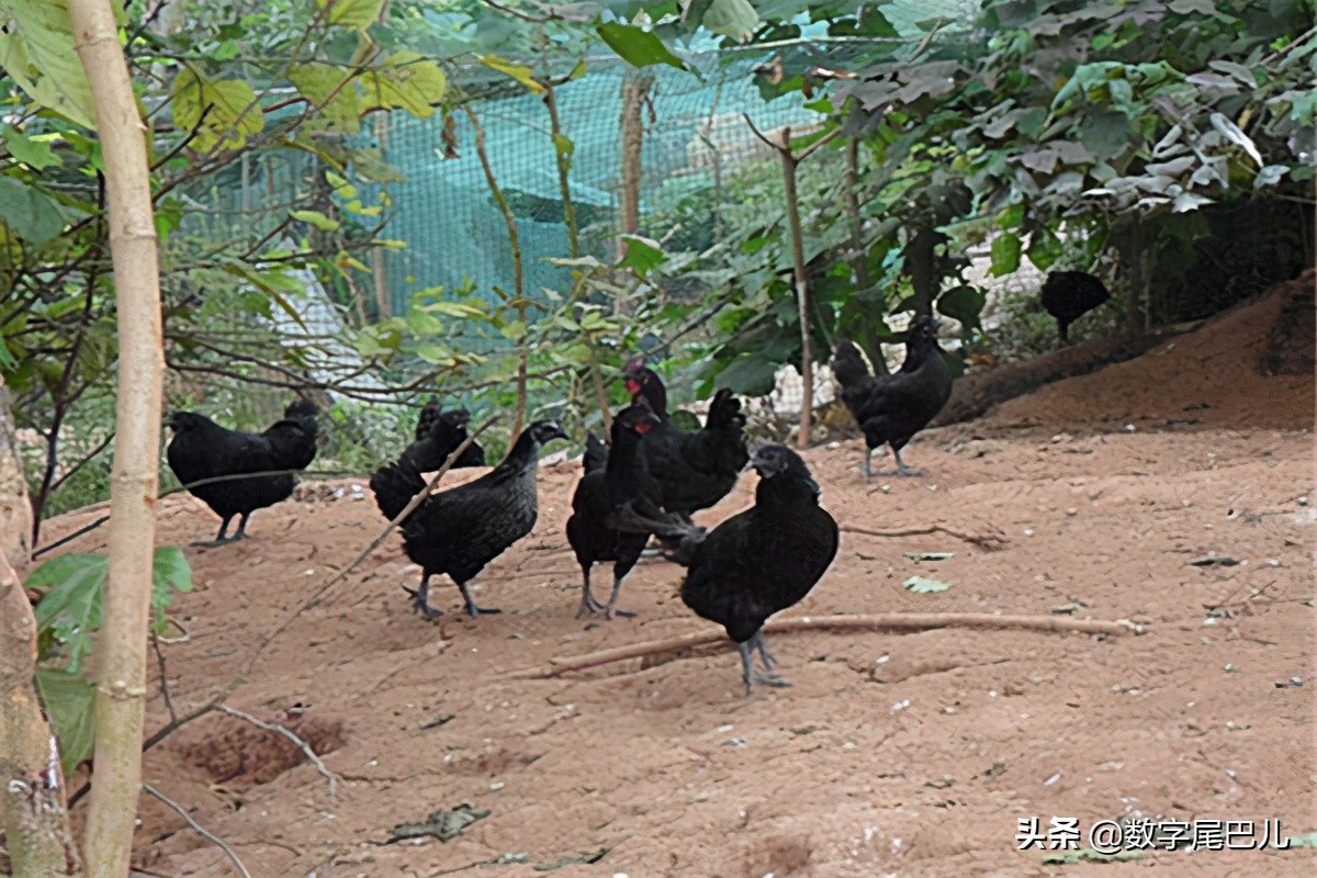 竹鼠养殖前景好脱贫致富信心足,竹鼠养殖创业致富经验介绍