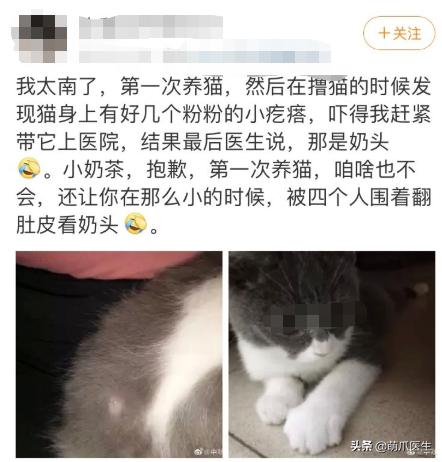 猫身上长了粉色疙瘩,公猫身上长了粉色的疙瘩