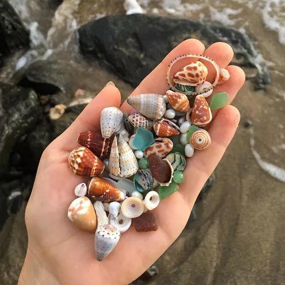 海边捡的贝壳可以做什么手工,贝壳创意手工种花