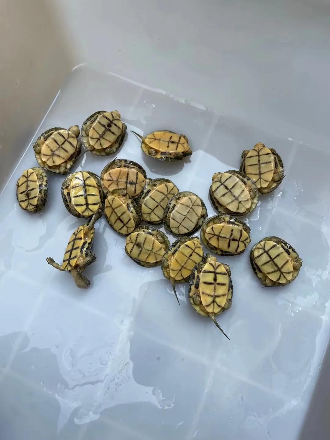 乌龟冬眠后不进食怎么回事,乌龟冬眠要喂吃的吗