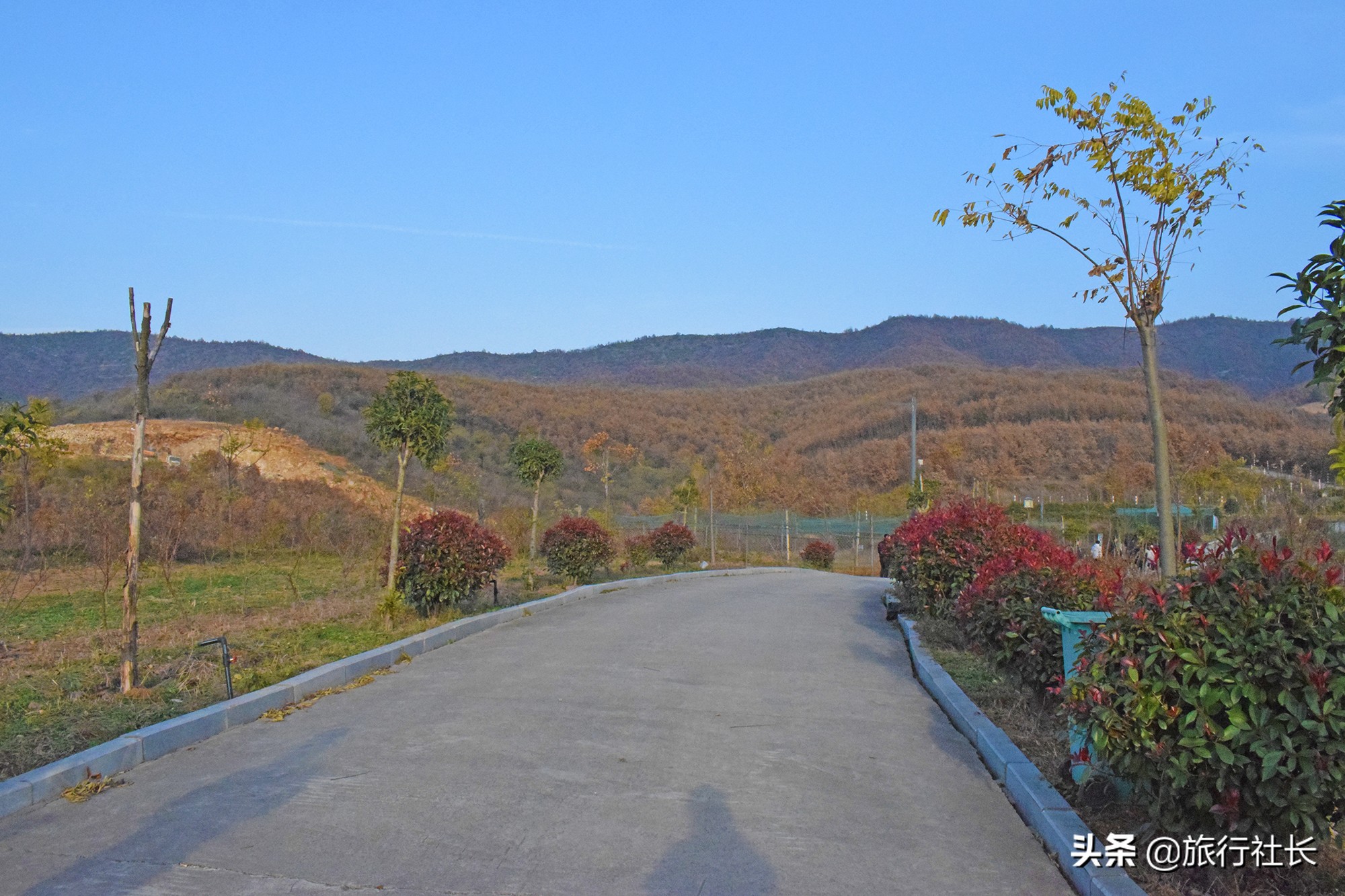 青花瓷孔雀长啥样,青花瓷孔雀在哪里