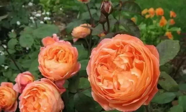 玫瑰花有哪些品种,玫瑰花有哪些品种大全