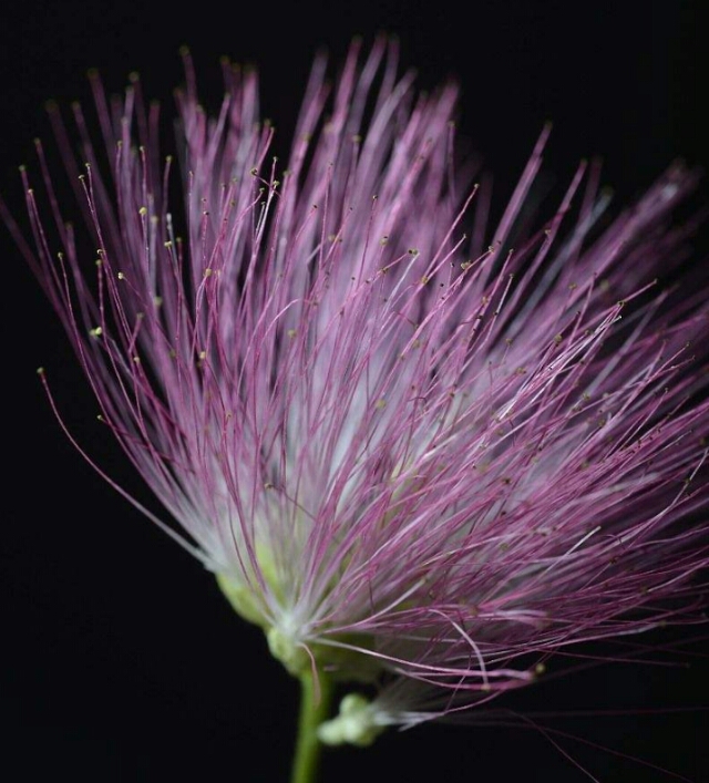 *欢合**花：花美叶美、有色有香的*欢合**花，管理与栽培