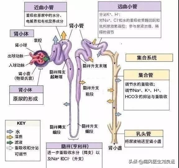 痛风引起的肌酐高怎么治疗,痛风肌酐高需要看肾内科吗