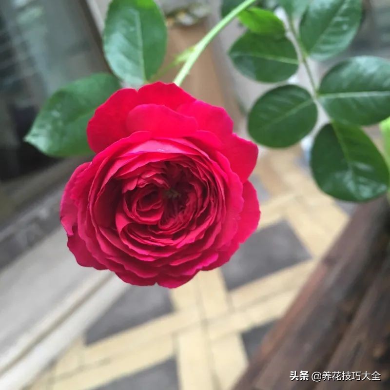 四季开花的月季又香又好养有几种,最漂亮10种盆栽月季