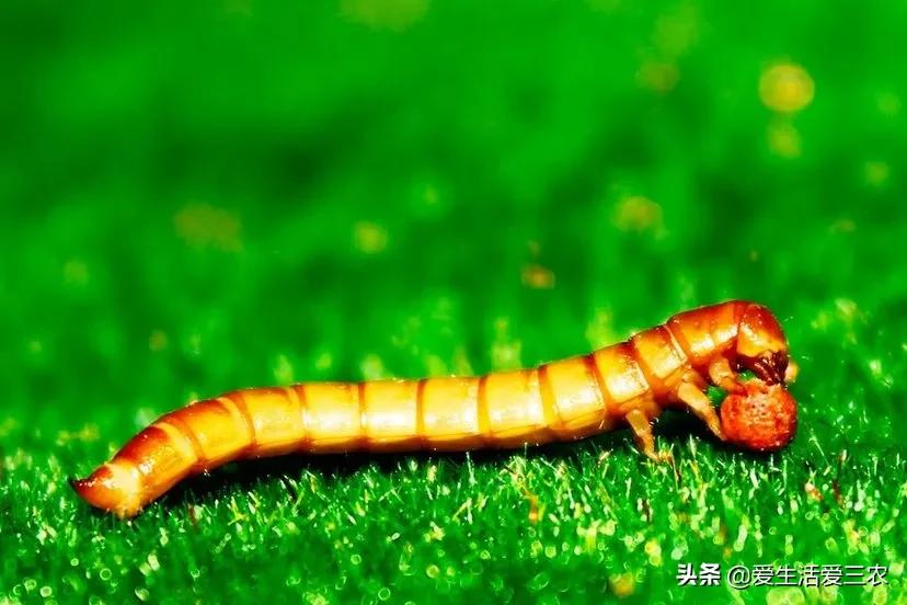 现在农村最快致富是什么行业,农民致富的手工行业