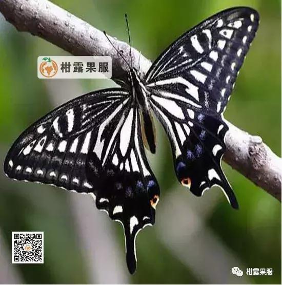 柑橘的常见病虫害和预防方法,柑橘新叶卷曲是什么虫害如何防治