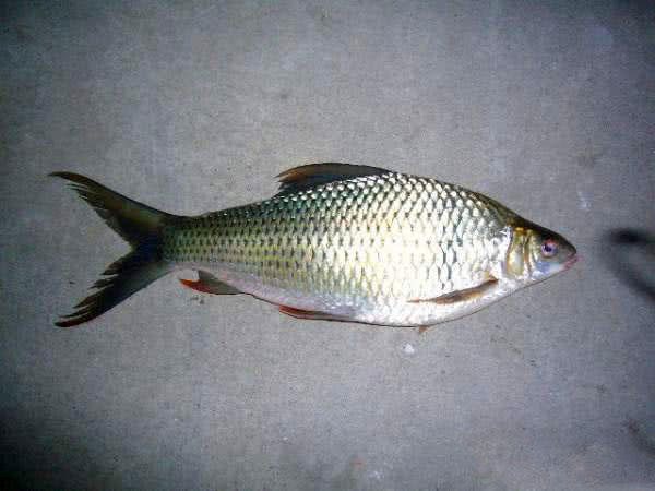 广东钓土鲮鱼用多大的子线和钩子,南宁用什么饵料钓土鲮