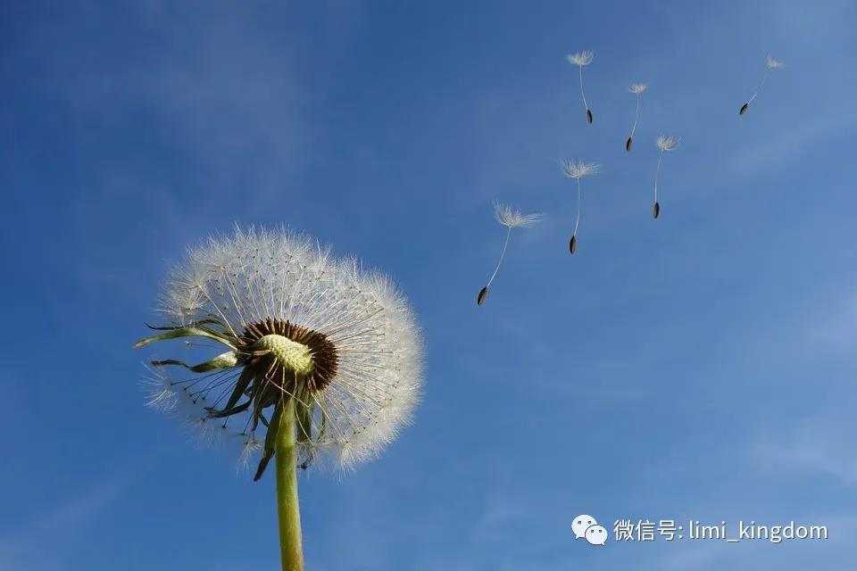 厘米的毒|人生是一袭华丽的长袍,里面爬满了虱子