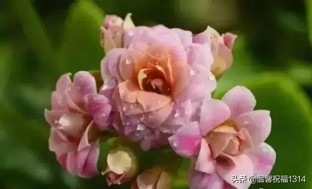 长寿花母亲节,母亲节长寿花视频