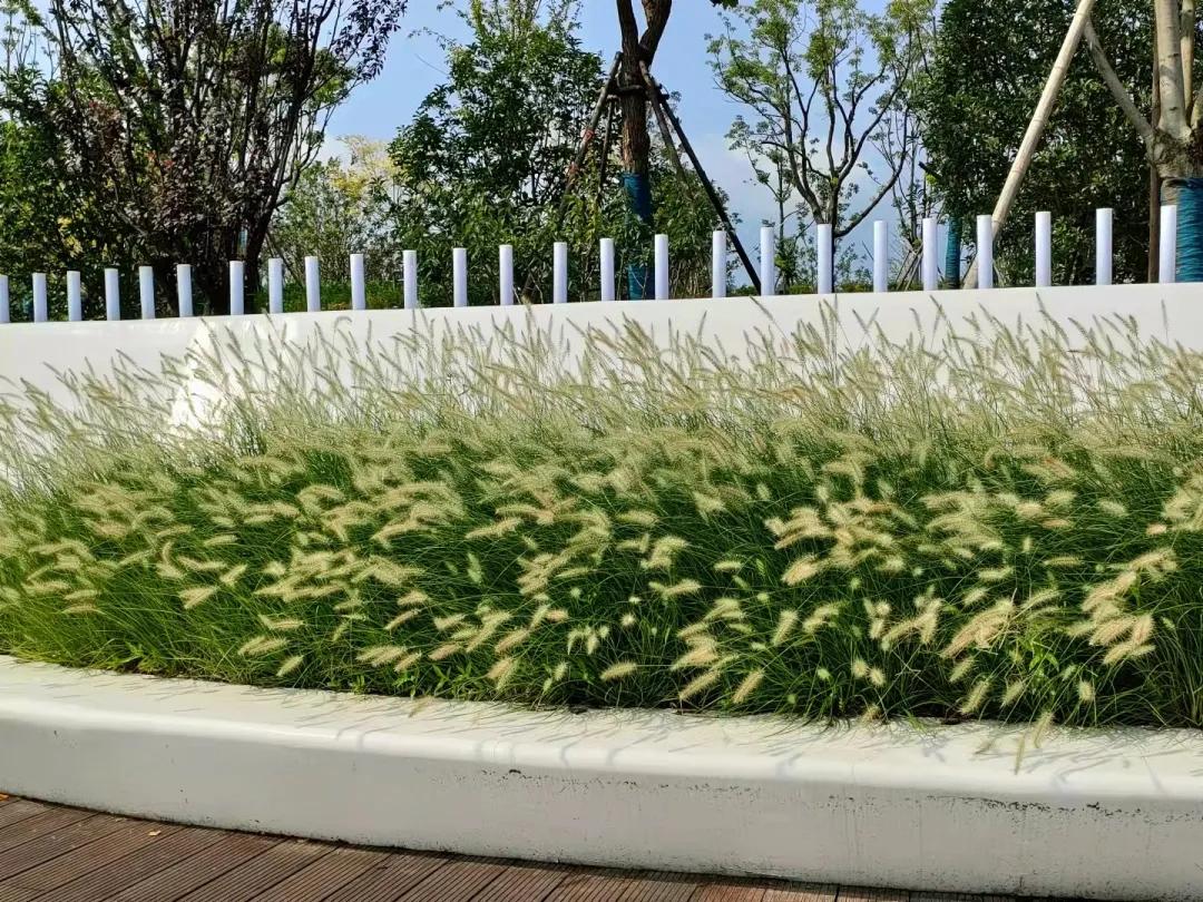 上海观赏草,上海之鱼冬天风景