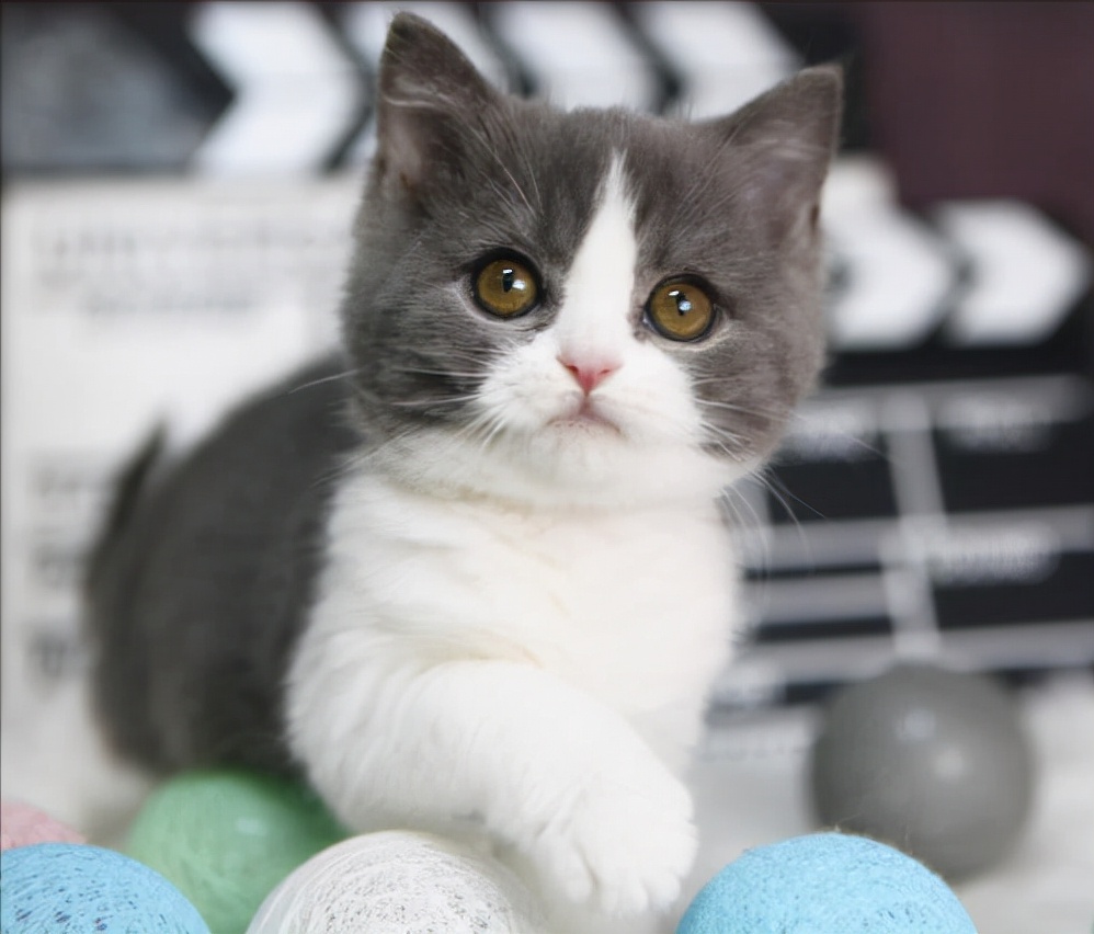 英短猫拉稀便血怎么治疗,英短猫呕吐白沫拉稀用什么药