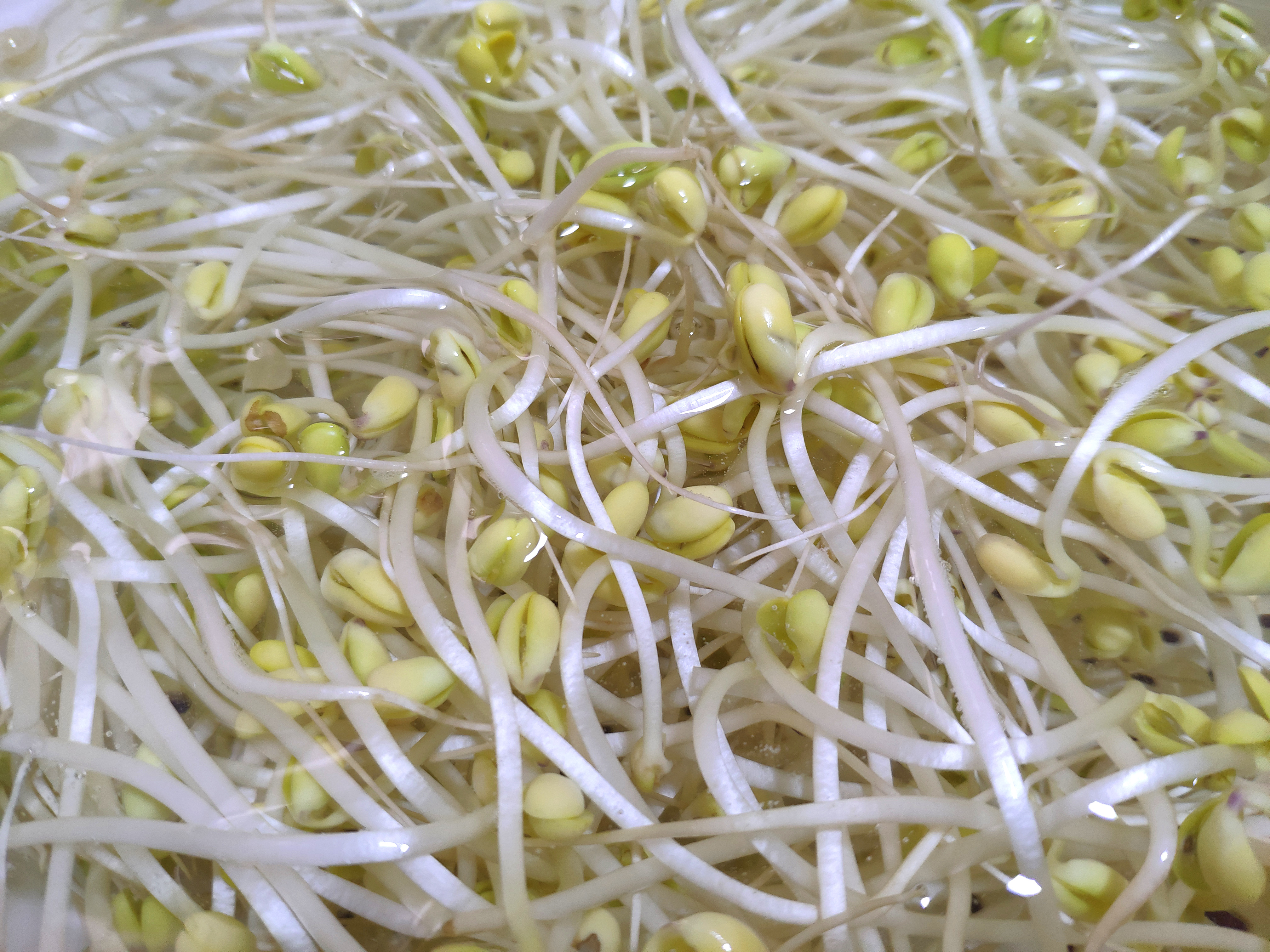 黄豆芽炒肉不焯水需要炒多长时间,黄豆芽怎么做好吃不升糖