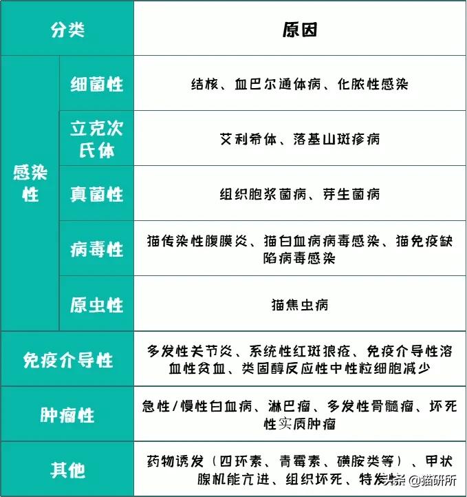 猫咪反复发烧下肢无力,猫咪持续发烧用什么药