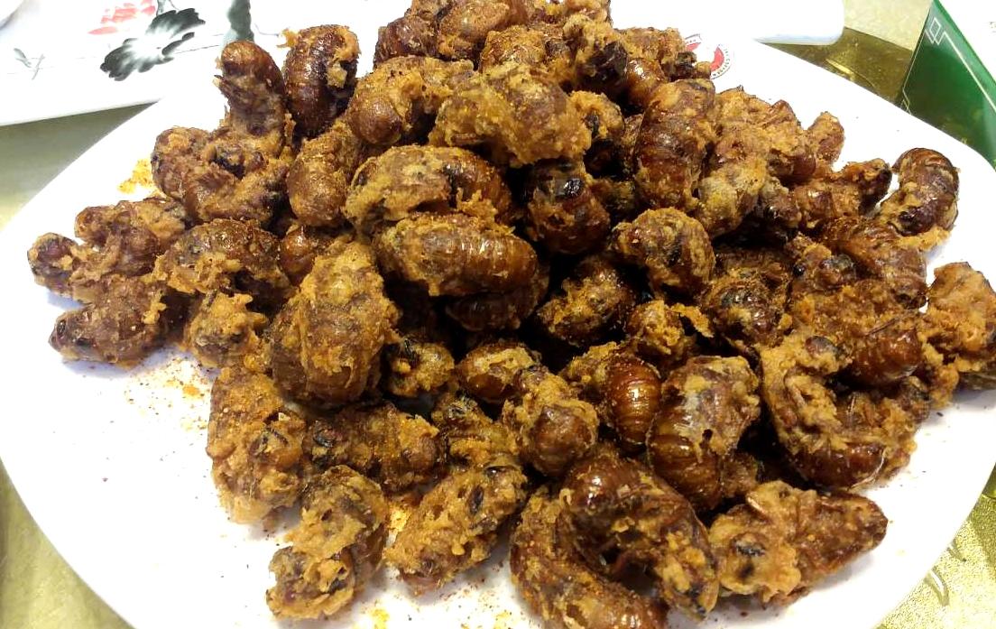 十七年蝉和普通蝉可以繁殖吗,17年出现一次的蝉