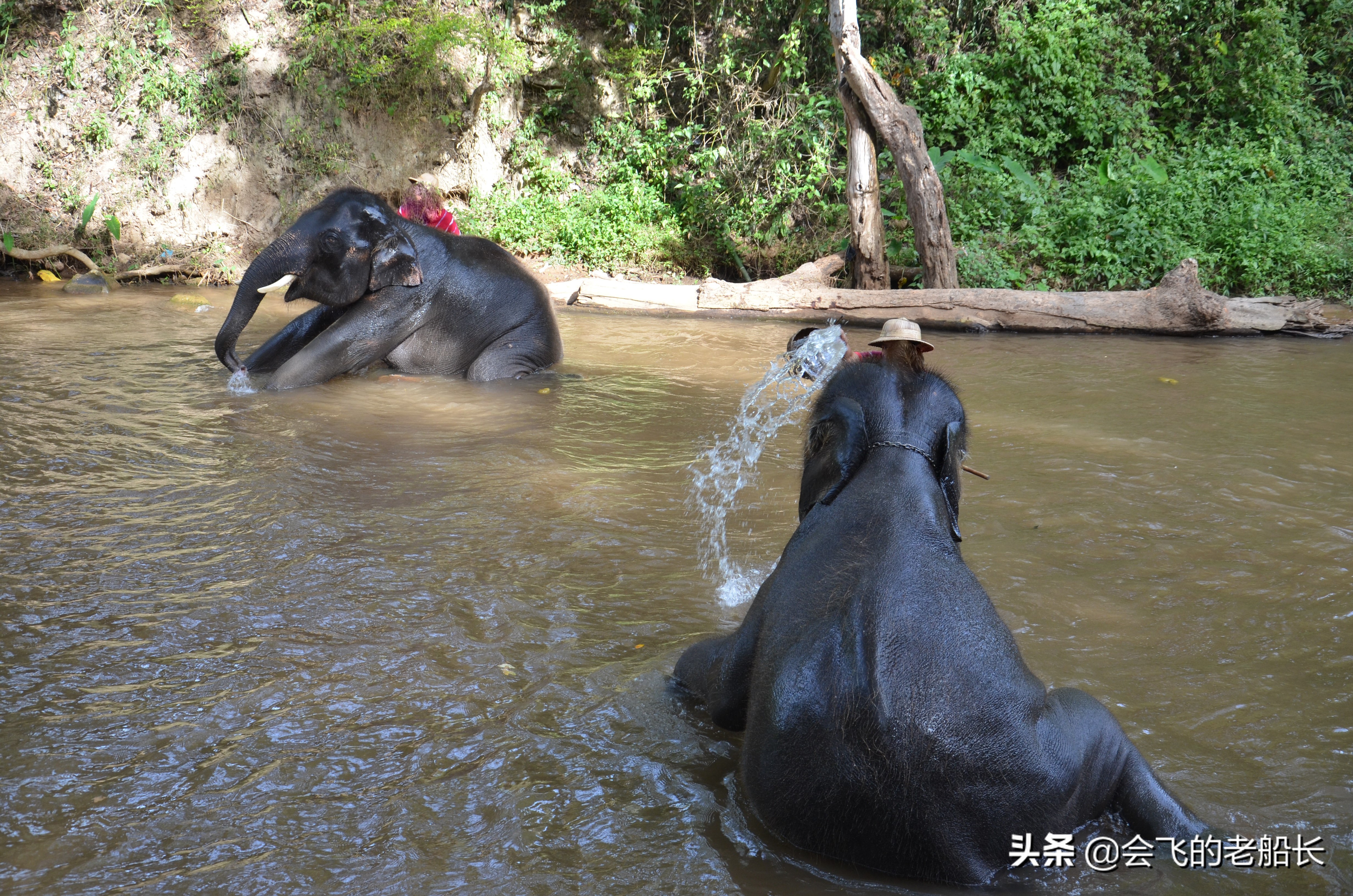 那头会作画的神奇大象经历了三道永远的痛苦，你会让孩子这样吗？