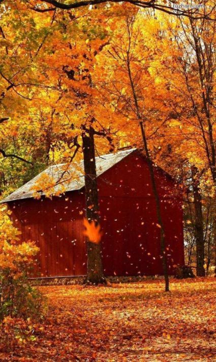 秋郊作诗词,秋意境优美古诗词