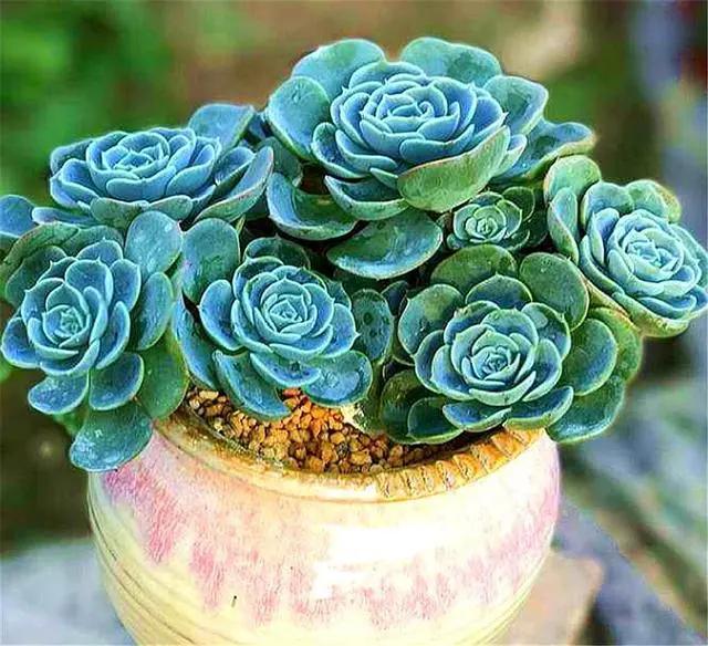 玉蝶老桩刚修剪下来种可以洗水吗,单头玉蝶怎么养成大老桩