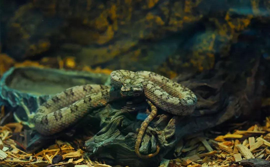 如何让观赏蛇类在人工环境下住得幸福