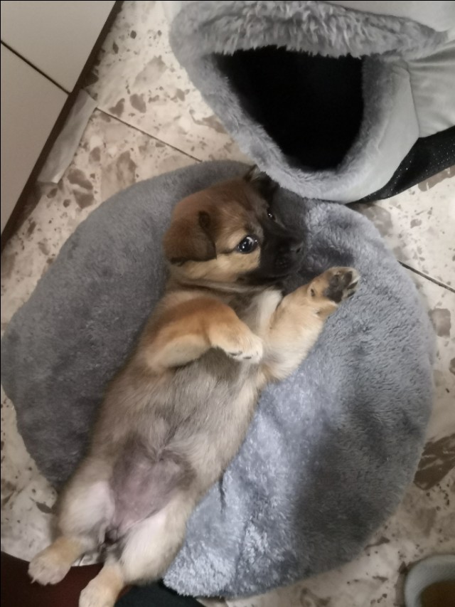 在小区捡到小狗,刚捡到的小狗怎么养