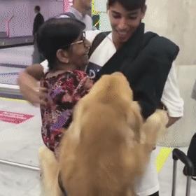 大金毛不听话怎样训练,大金毛根本不听话怎么办