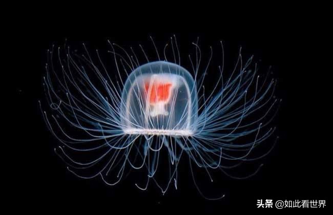 29个世界之最你知道几个,最冷门的三大世界之最