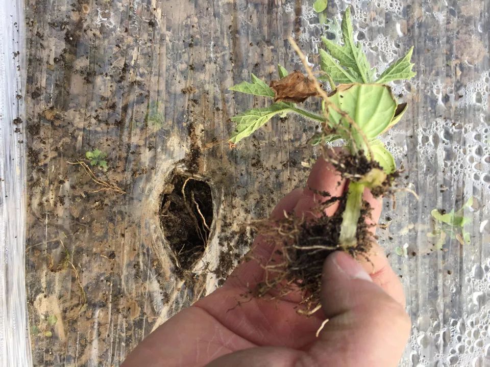 西瓜弱苗定植后怎么处理,西瓜定植后叶子不绿