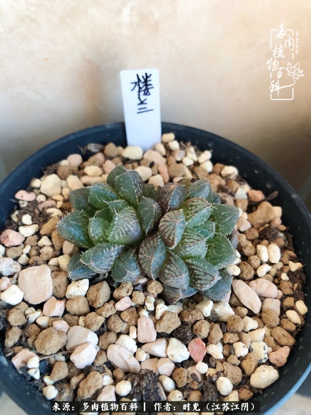 养多肉的人都有一颗善良的心,养多肉植物的人有什么特点