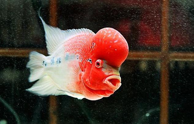 罗汉鱼苗是不是罗汉鱼,罗汉鱼苗需要什么样的水质