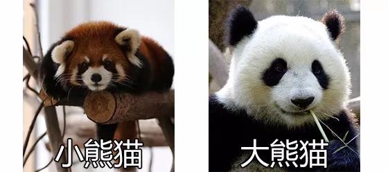 1h刹拢！想看大熊猫就去这3个地方，人少像包场，散养小熊猫