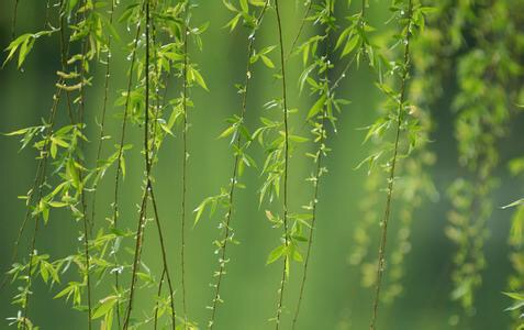 贺知章写的最后一首诗,贺知章最有名的十首诗小学三年级