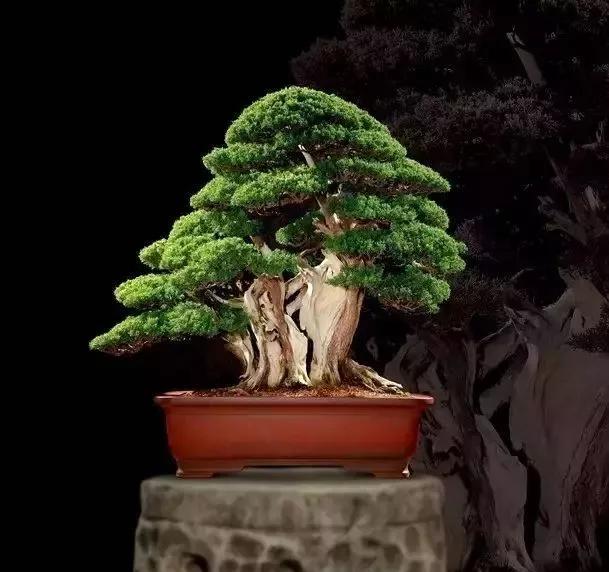 十大天价植物种子,十大顶级名贵植物