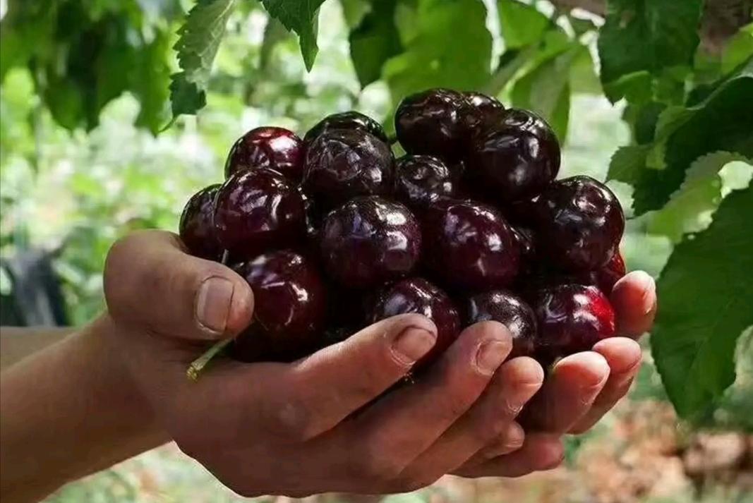 大樱桃裂果病防治,大樱桃树裂果怎么治