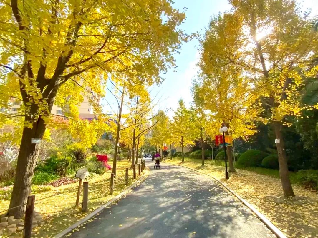 上海银杏叶打卡的地方,上海周边哪里有银杏叶