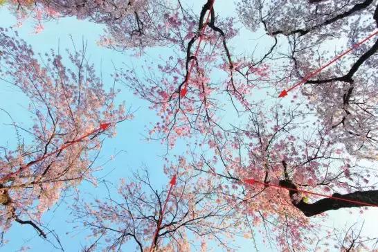 拍摄花卉视频如何构图好看,美术简单花卉图画构图简单