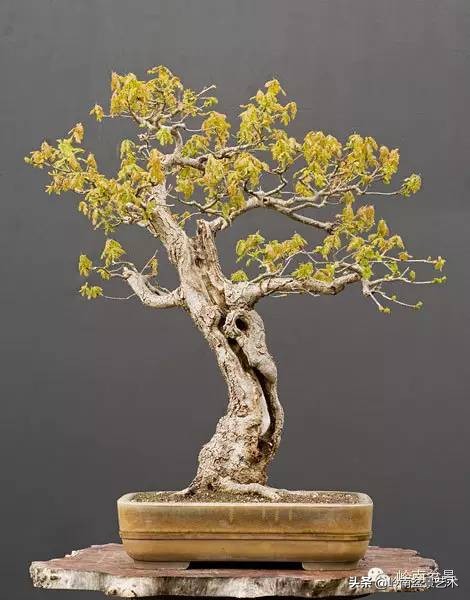 盆景结顶的形式,最好的盆景结顶方法