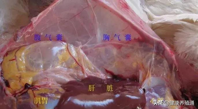 家禽与家禽解剖的不同点,家禽疾病诊断及解剖步骤