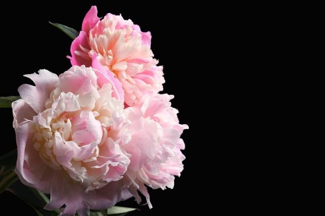 “自古风流芍药花”的风情月意