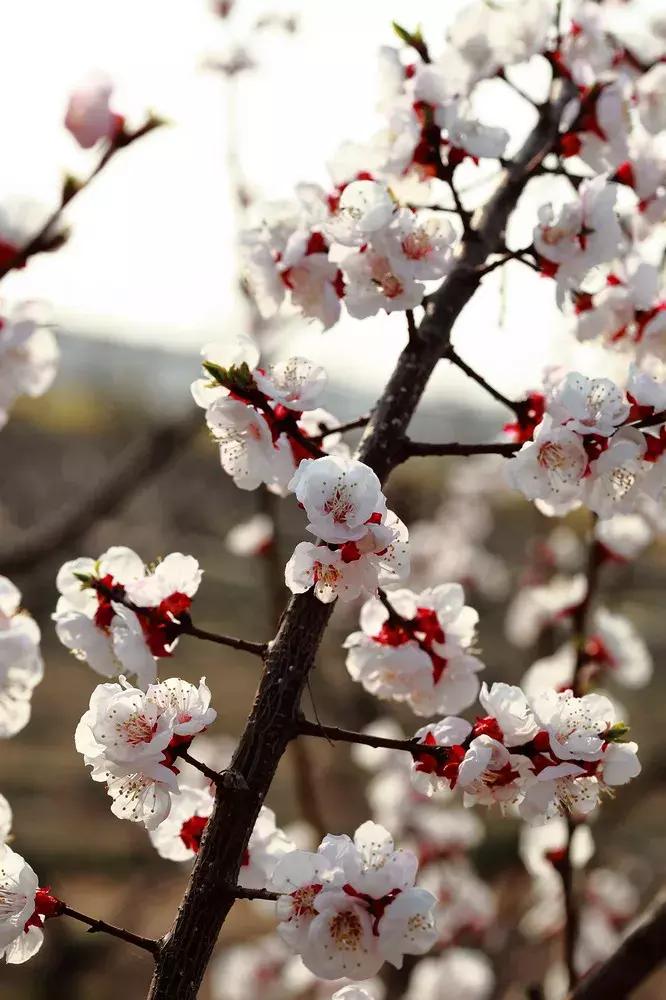 百花图谱大全100幅,工笔百花图谱100种