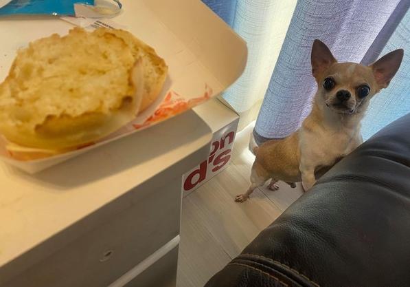 吉娃娃被气坏的视频,吉娃娃被气坏视频