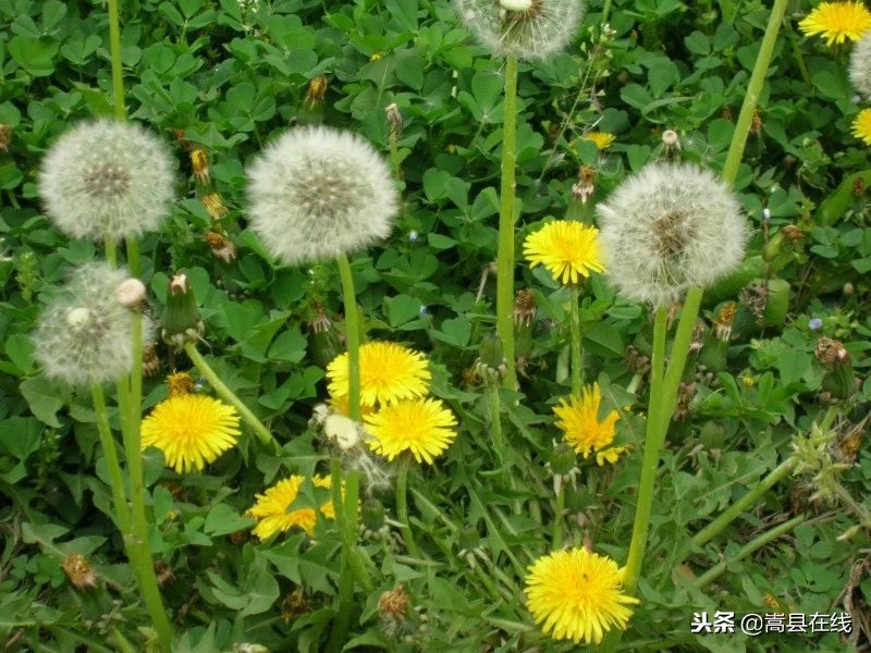 农村比较常见的中草药,农村不可碰的十种草药